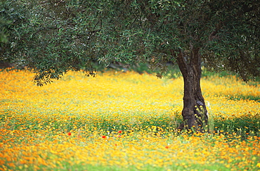 Olive tree in field of wild flowers, near Fez, Morocco, North Africa, Africa