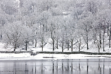 Snow-covered trees on the shore of Rydal Water, near Ambleside, Lake District National Park, Cumbria, England, United Kingdom, Europe