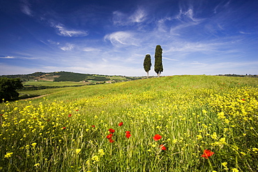 Field of poppies and oil seed with two cypress trees on brow of hill, near Pienza, Tuscany, Italy, Europe