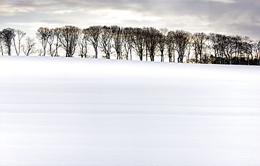 Row of trees in silhouette on edge of snow-covered field, Rock, near Alnwick, Northumberland, England, United Kingdom, Europe