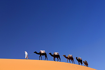 Berber man leading a train of camels over the orange sand dunes of the Erg Chebbi sand sea, Sahara Desert near Merzouga, Morocco, North Africa, Africa