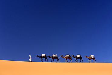 Berber man leading a train of camels over the orange sand dunes of the Erg Chebbi sand sea, Sahara Desert near Merzouga, Morocco, North Africa, Africa