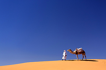 Berber man with camel on the ridge of an orange sand dune in the Erg Chebbi sand sea, Sahara Desert near Merzouga, Morocco, North Africa, Africa