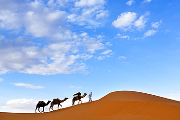 Berber man leading a train of camels over the orange sand dunes of the Erg Chebbi sand sea, Sahara Desert near Merzouga, Morocco, North Africa, Africa