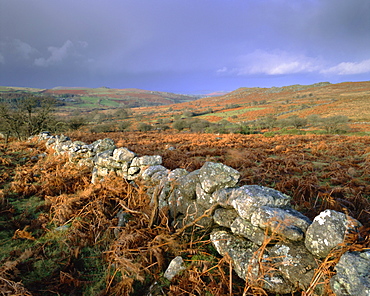 Dry stone wall, autumnal scene near Haytor, Dartmoor National Park, Devon, England, UK, Europe