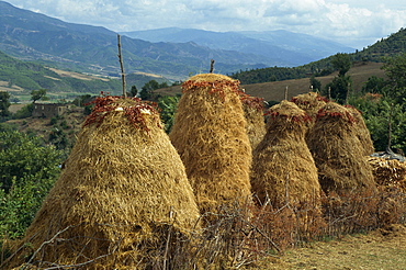 Tall haystacks in the Vjosa valley in Albania, Europe