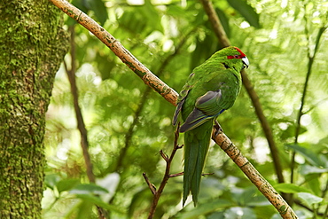 A friendly Red-crowned parakeet in thick bush near Otorohanga, Waikato region, North Island, New Zealand, Pacific