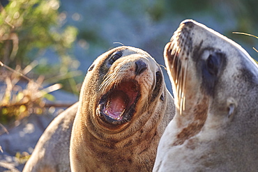 Juvenile New Zealand sea lions (Hooker's sea lions) play in dunes at Allans Beach, Otago Peninsula, Otago, South Island, New Zealand, Pacific