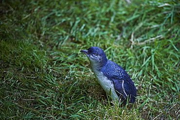 A Little Blue Penguin comes ashore to find its burrow for the night at Pilots Beach, Otago Peninsula, South Island, New Zealand, Pacific