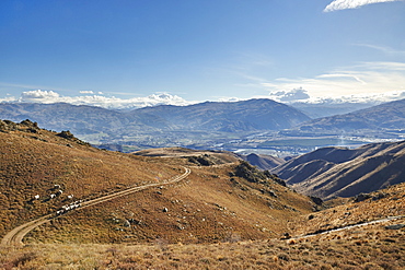 Sheep graze hillsides overlooking Cromwell with gold-mining excavations beyond, Otago, South Island, New Zealand, Pacific