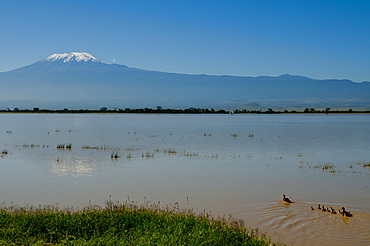 Amboseli National Park and Mount Kilimanjaro, Kenya, East Africa, Africa