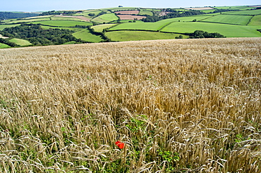 Poppies grow amongst barley in a River Dart valley agricultural landscape, Devon, England, United Kingdom, Europe