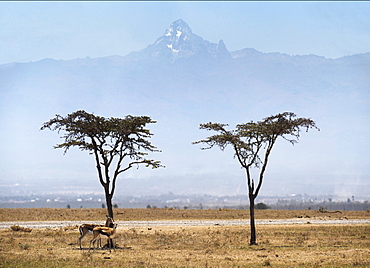 Acacia trees with Mount Kenya on Ol Pejeda Conservancy, Central Kenya, East Africa, Africa