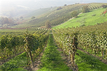 Vineyards near Serralunga D'Alba, Piedmont, Italy, Europe