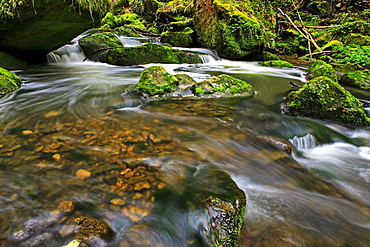 Forest brook, Schiessendumpel, Mullerthal, Luxembourg, Europe