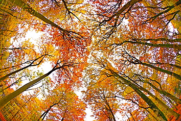 Autumnal forest near Kastel-Staadt, Rhineland-Palatinate, Germany, Europe