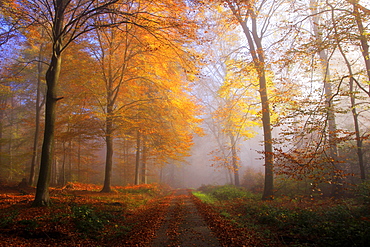 Autumnal forest near Kastel-Staadt, Rhineland-Palatinate, Germany, Europe