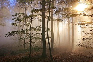 Autumnal forest near Kastel-Staadt, Rhineland-Palatinate, Germany, Europe