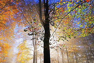 Autumnal forest near Kastel-Staadt, Rhineland-Palatinate, Germany, Europe