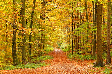 Autumnal forest near Kastel-Staadt, Rhineland-Palatinate, Germany, Europe