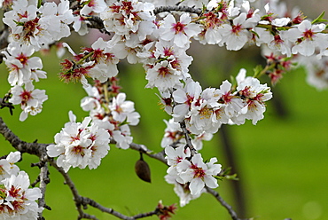 Almond blossom time, Majorca, Balearic Islands, Spain, Europe