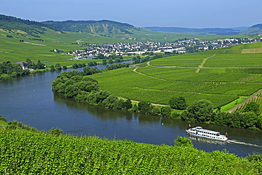 Vineyards near Trittenheim, Moselle Valley, Rhineland-Palatinate, Germany, Europe