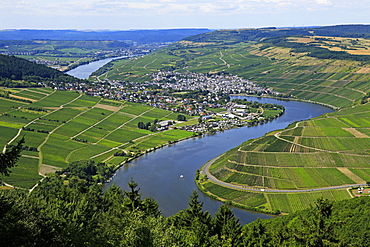 Moselle Valley near Mehring, Rhineland-Palatinate, Germany, Europe