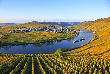 Vineyards near Trittenheim, Moselle Valley, Rhineland-Palatinate, Germany, Europe