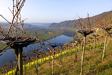 Vineyards near Piesport, Moselle Valley, Rhineland-Palatinate, Germany, Europe