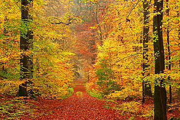 Autumnal forest, Kastel-Staadt, Rhineland-Palatinate (Rheinland-Pfalz), Germany, Europe