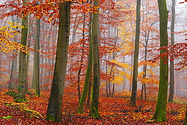 Autumnal forest, Kastel-Staadt, Rhineland-Palatinate (Rheinland-Pfalz), Germany, Europe