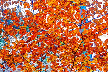 Autumnal forest, Kastel-Staadt, Rhineland-Palatinate (Rheinland-Pfalz), Germany, Europe