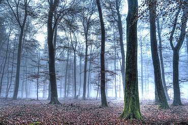 Autumnal forest, Rhineland-Palatinate (Rheinland-Pfalz), Germany, Europe