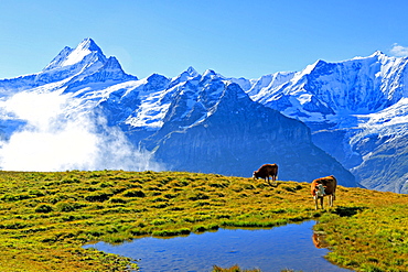 View from First to Bernese Alps, Grindelwald, Bernese Oberland, Canton of Bern, Switzerland, Europe