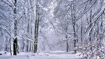 Forest in winter, Erbeskopf Mountain, 816m, Saar-Hunsrueck Nature Park, Rhineland-Palatinate, Germany, Europe