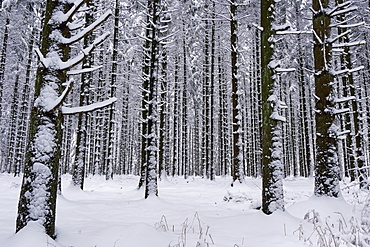 Forest in winter, Erbeskopf Mountain, 816m, Saar-Hunsrueck Nature Park, Rhineland-Palatinate, Germany, Europe