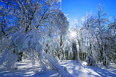 Forest in winter, Erbeskopf Mountain, 816m, Saar-Hunsrueck Nature Park, Rhineland-Palatinate, Germany, Europe