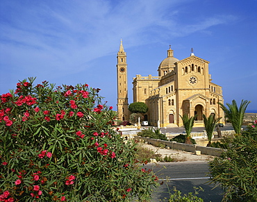 Oleander bush in front of the Ta Pinu Cathedral at Gozo, Malta, Europe