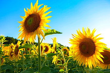 Sunflowers, near Chalabre, Aude, France, Europe