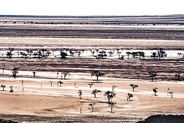 Layered landscape of plains punctuated by silhouetted dark trees, south of Walvis Bay, Namibia, Africa