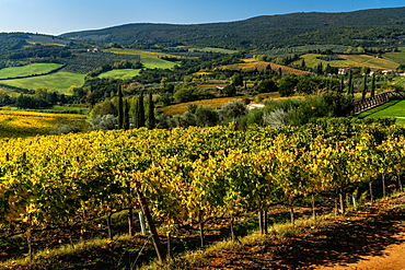 Aerial view across the green valley of vineyards, as autumn beckons, outside San Gimignano, Tuscany, Italy, Europe