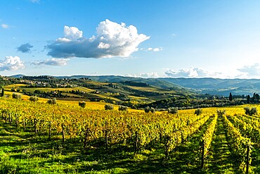 View of valley of Panzano in Chianti, patterned lines of vineyards, cypresses and olive trees with farmhouses, Tuscany, Italy, Europe