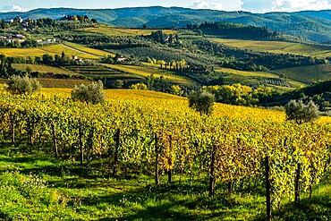 View of valley of Panzano in Chianti, patterned lines of vineyards, cypresses and olive trees with farmhouses, Tuscany, Italy, Europe