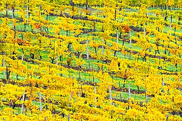 Patterned rows of yellow vines in Autumn, Panzano in Chianti, Tuscany, Italy, Europe