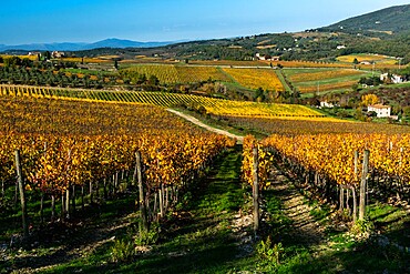 Vineyards in Autumnal colours against a dramatic sky with olive trees behind, Greve in Chianti, Tuscany, Italy, Europe