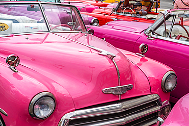 A convention of pink Chevrolet classic cars, Havana, Cuba 1 (horizontal)