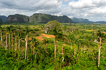 Val de Vinales, UNESCO World Heritage Site, afternoon light, Vinales, Cuba 1