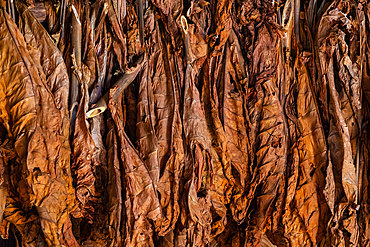 Tobacco hung out to dry, Vinales, Cuba