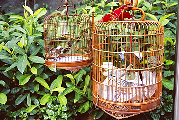 Caged birds, Yuen Po Street Bird Garden, Mong Kok, Kowloon, Hong Kong, China, Asia