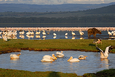 Lake Nakuru National Park, Kenya, East Africa, Africa